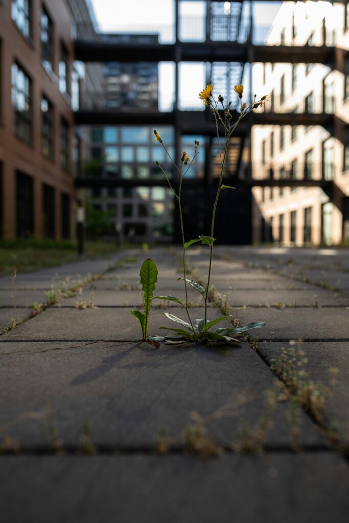 pascal-meier-LpVmLt4qA30-unsplash